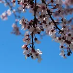 Gospodarstwo wiejskie Mimosa