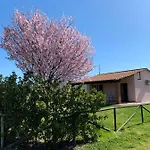 Mimosa *