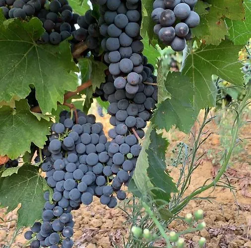 Mimosa 컨트리하우스 리스페샤