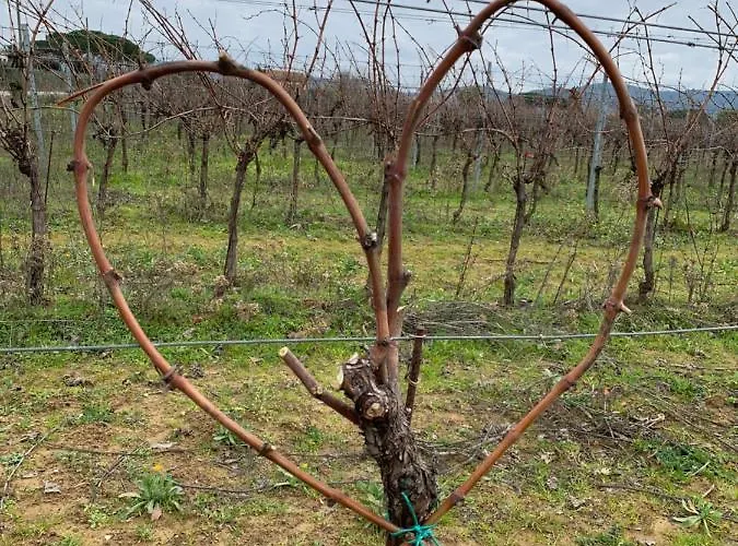 Mimosa 컨트리하우스 리스페샤