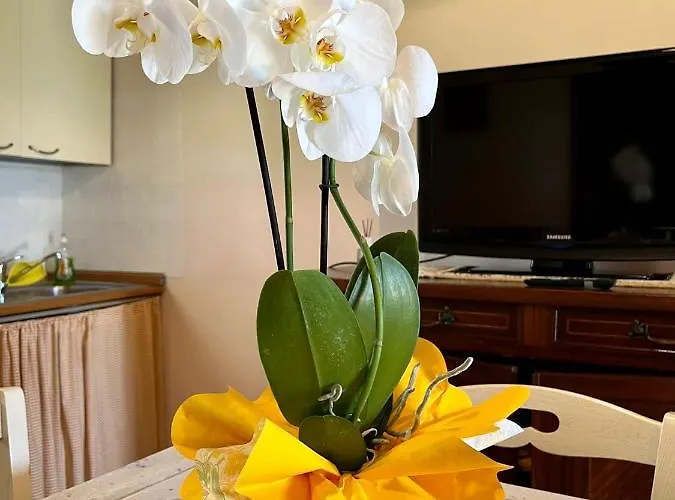 컨트리하우스 Mimosa