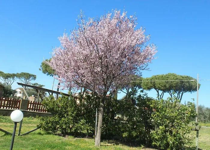 Mimosa * 리스페샤