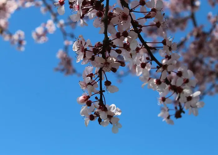 컨트리하우스 Mimosa