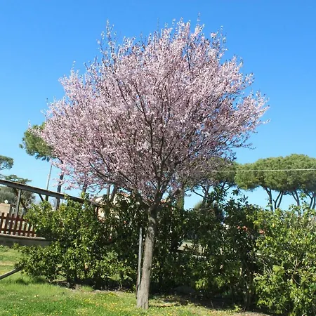 Mimosa * Rispescia
